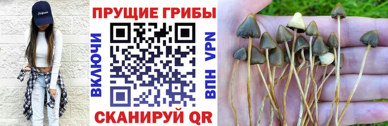 купить наркоту  Чебоксары  Псилоцибиновые грибы MAGIC MUSHROOMS 